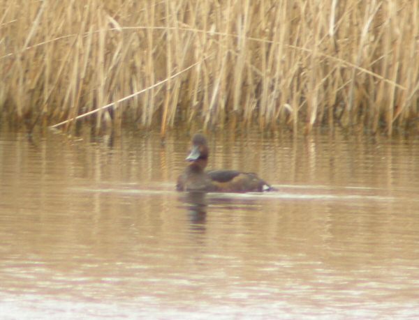 Ferruginous Duck