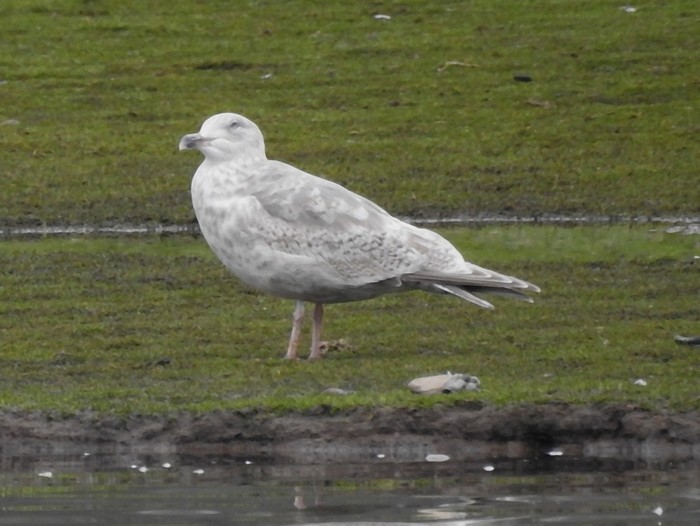 Herring Gull