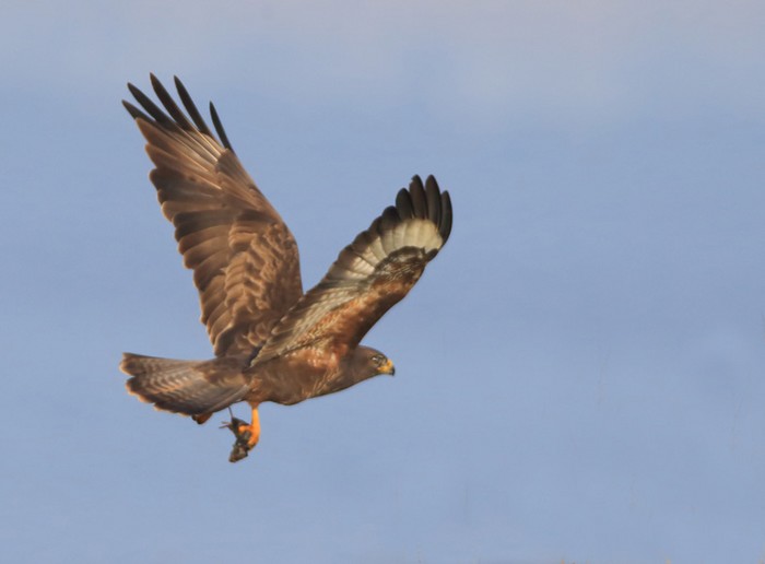 Buzzard