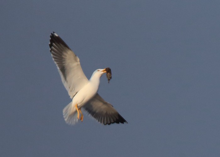 Great Black-backed Gull