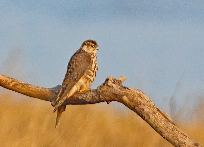 Merlin