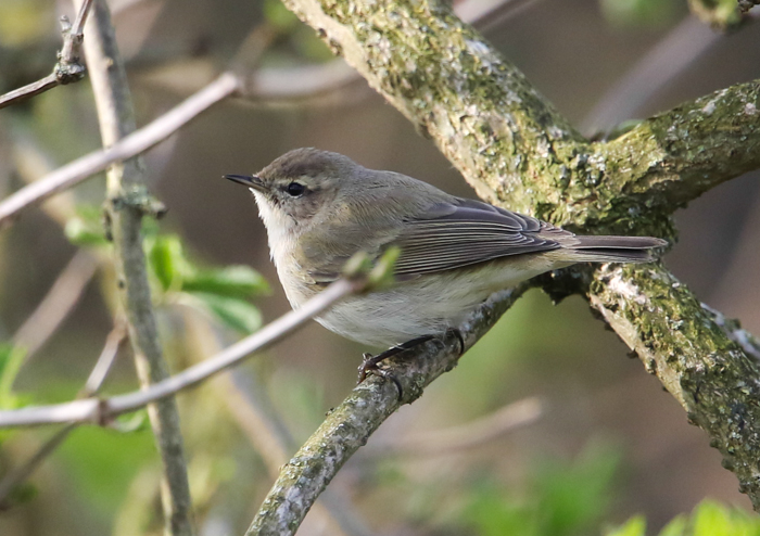 Chiffchaff