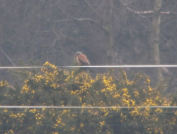 Lesser Kestrel