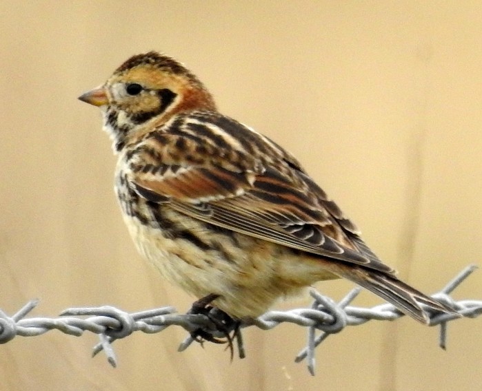 Lapland Bunting
