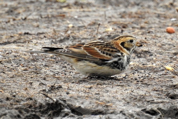 Lapland Bunting