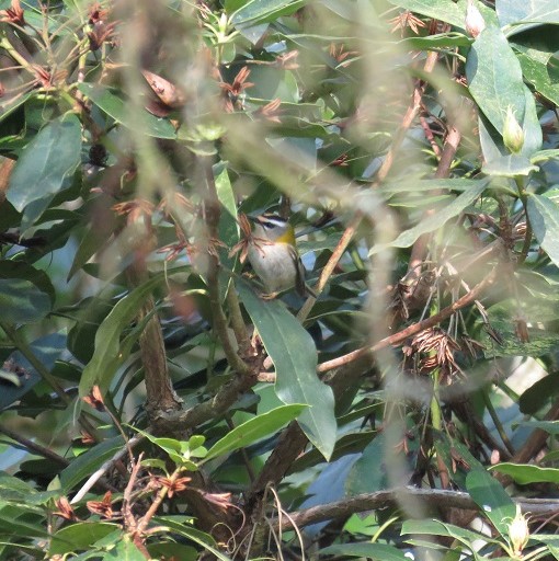 Firecrest