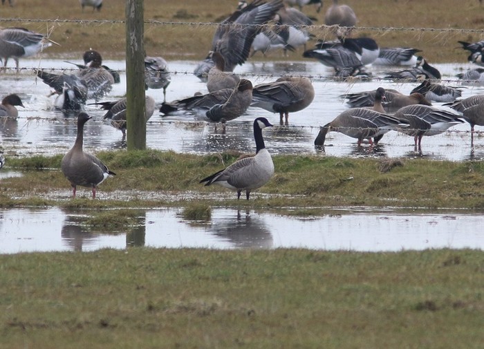 Richardson's Cackling Goose