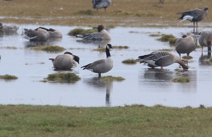 Richardson's Cackling Goose