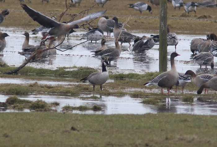 Richardson's Cackling Goose