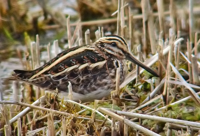 Jack Snipe