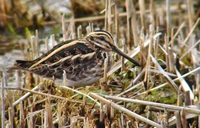 Jack Snipe