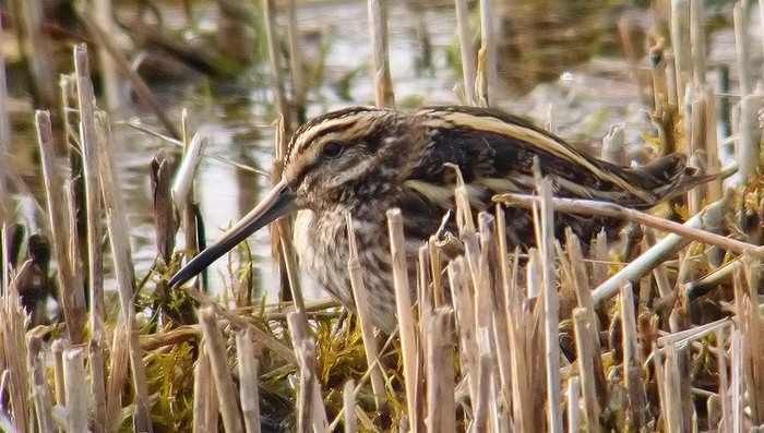 Jack Snipe