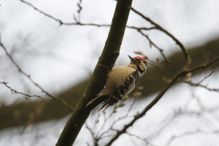Lesser Spotted Woodpecker