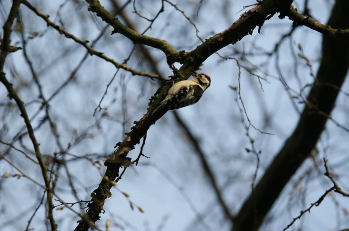 Lesser Spotted Woodpecker