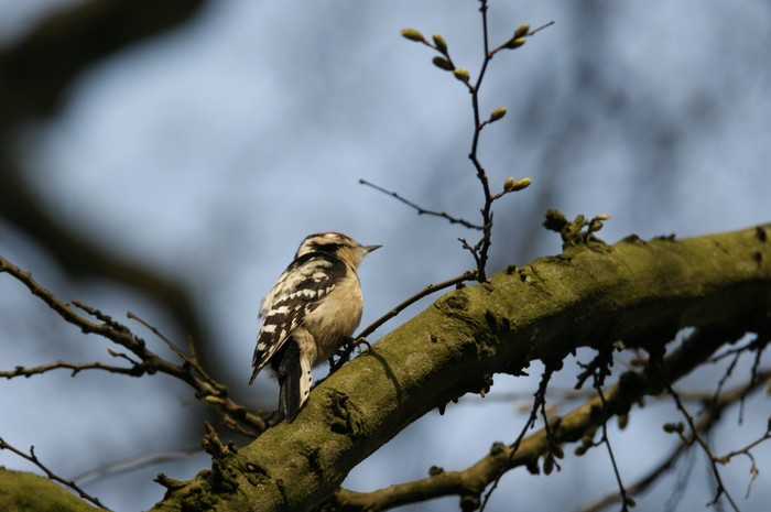 Lesser Spotted Woodpecker