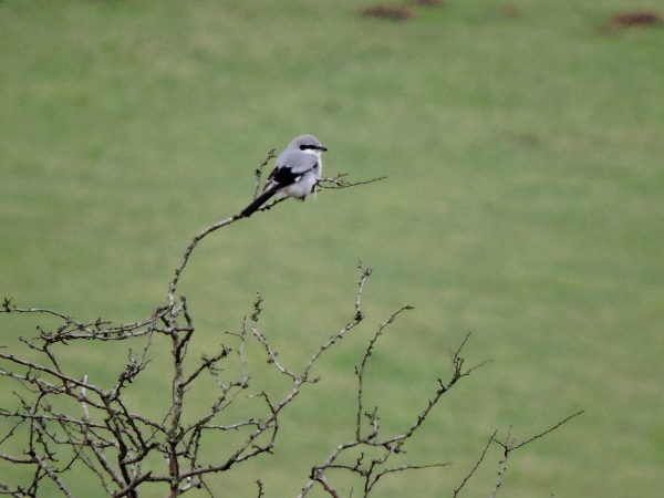 Great Grey Shrike