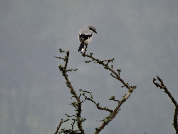 Great Grey Shrike