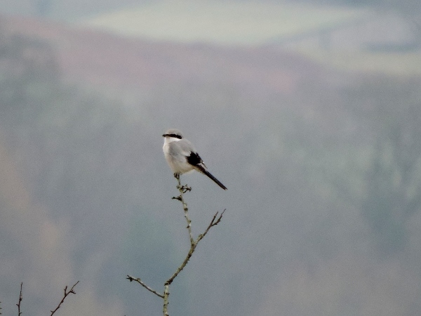 Great Grey Shrike
