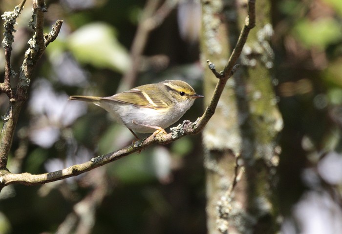 Pallas's Warbler