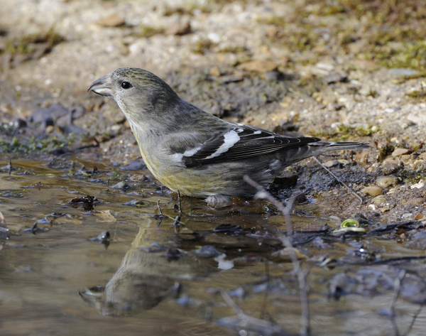 Two-barred Crossbill