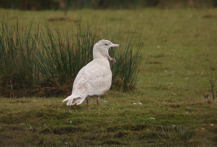 Glaucous Gull