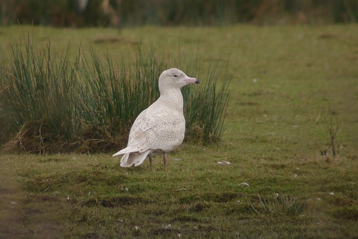 Glaucous Gull
