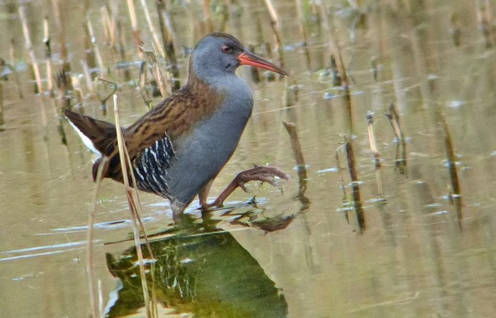 Water Rail