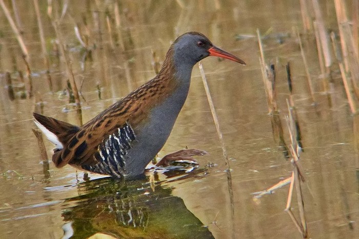 Water Rail