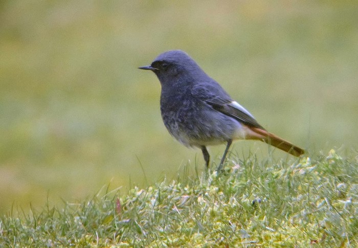 Black Redstart