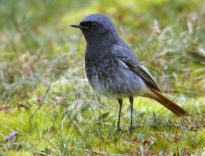 Black Redstart