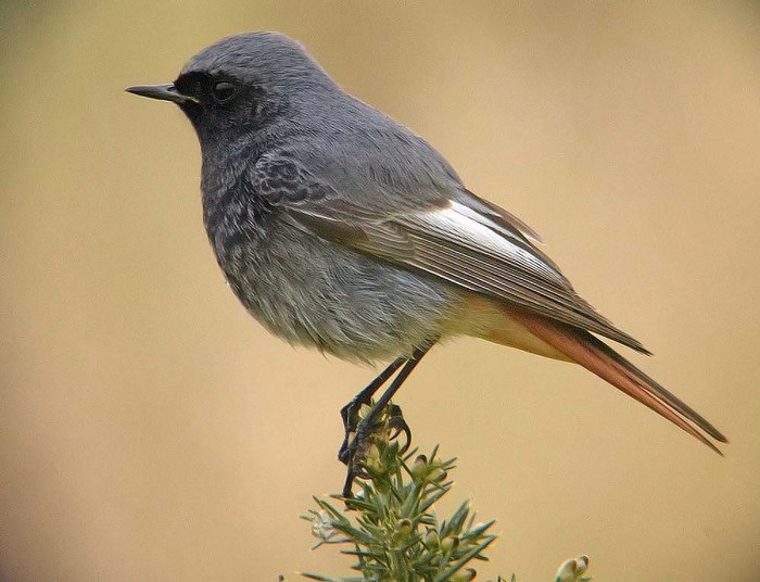 Black Redstart