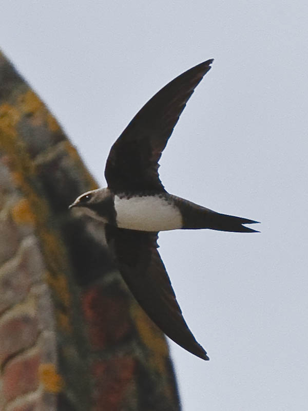 Alpine Swift