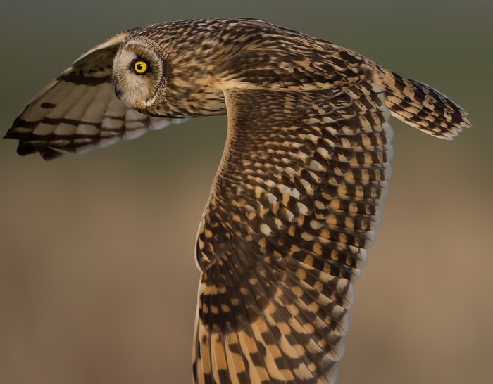 Short-eared Owl