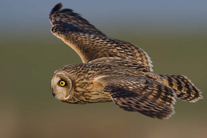 Short-eared Owl