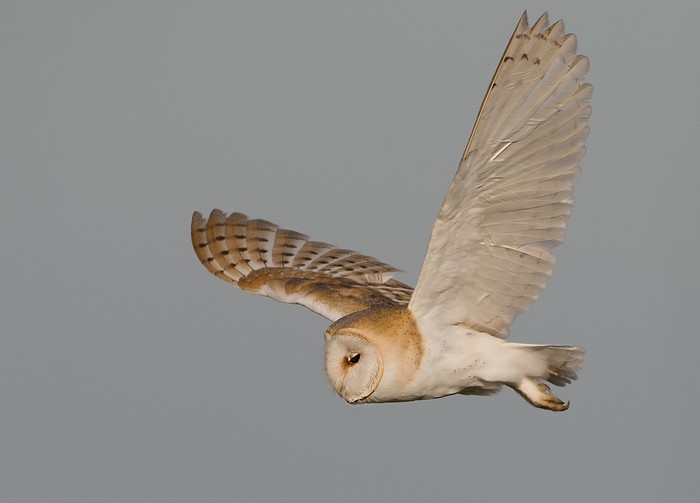 Barn Owl