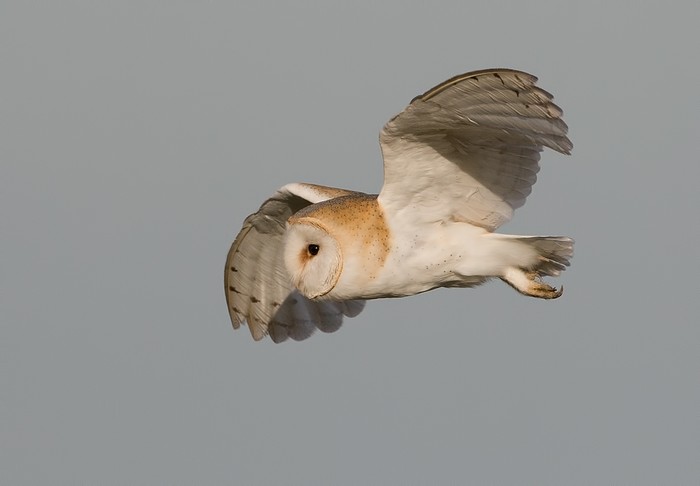Barn Owl