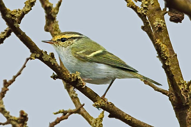 Pallas's Warbler