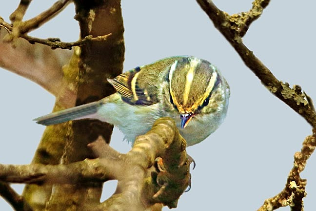 Pallas's Warbler