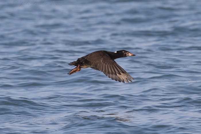 Surf Scoter