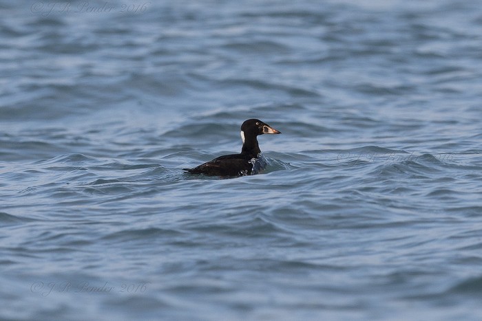 Surf Scoter