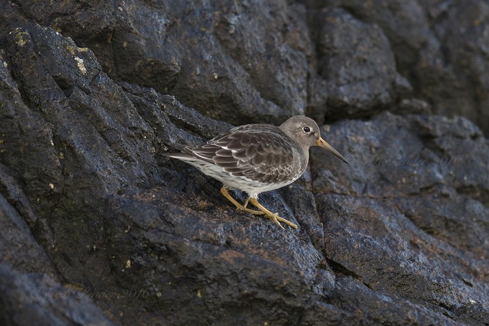 Purple Sandpiper