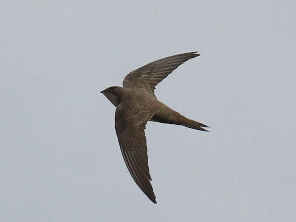 Alpine Swift