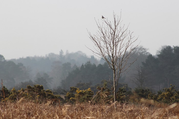 Great Grey Shrike