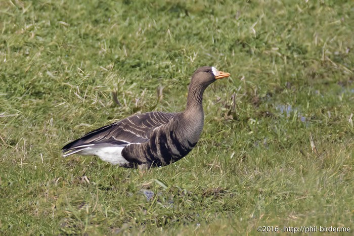 Greenland White-fronted Goose