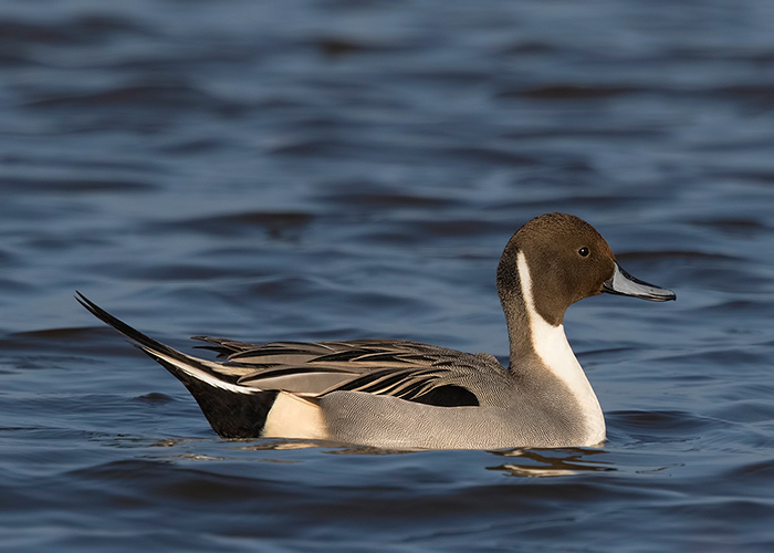 Pintail