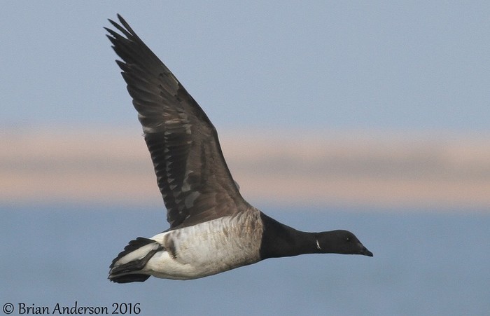 Pale-bellied Brent Goose
