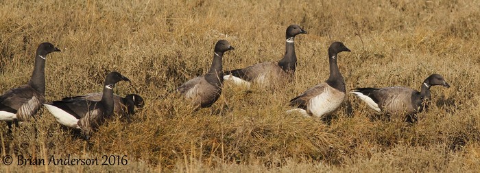 Pale-bellied Brent Goose