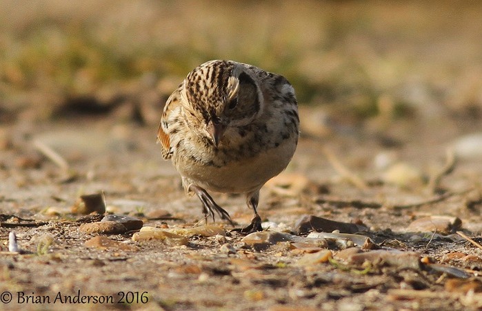 Lapland Bunting