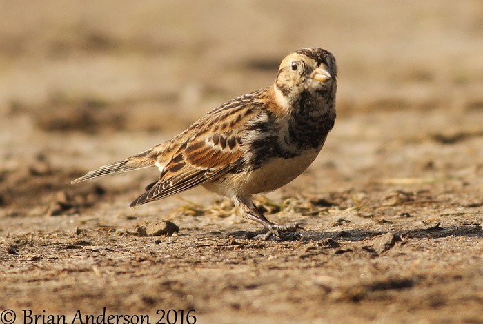 Lapland Bunting