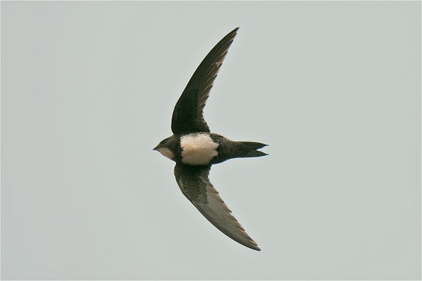 Alpine Swift